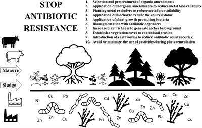 Enhanced phytoremediation of metal contaminated soils aimed at decreasing the risk of antibiotic resistance dissemination
